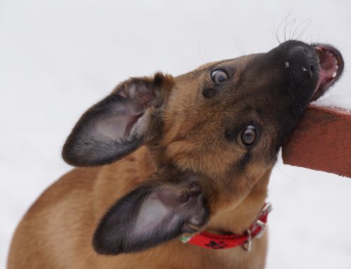 4 annoying puppy behaviours and how to resolve them